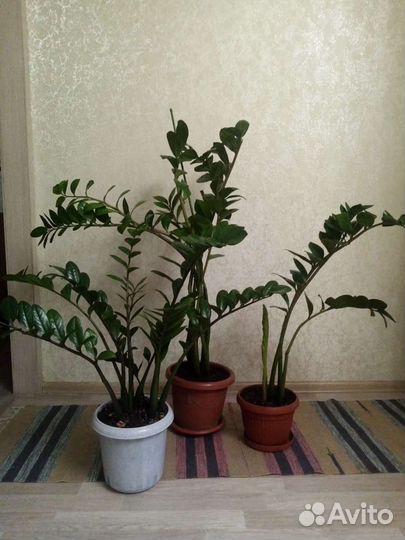 Замиакулькас долларовое дерево