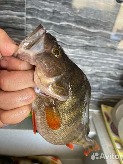 Силиконовые приманки для ловли судака