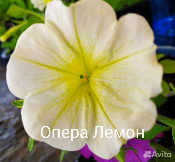 Ампельная петуния