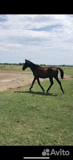 Жеребята карачаевские