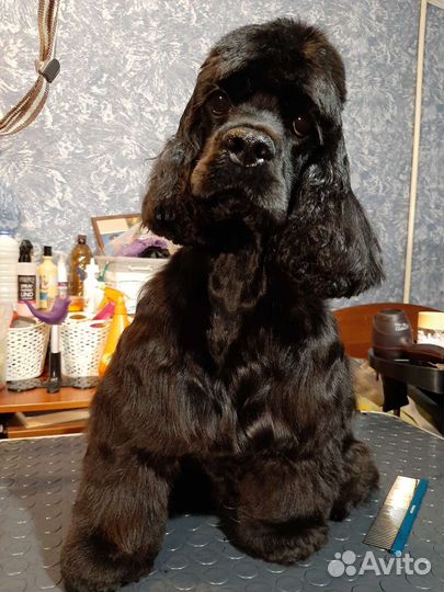 Груминг для собак