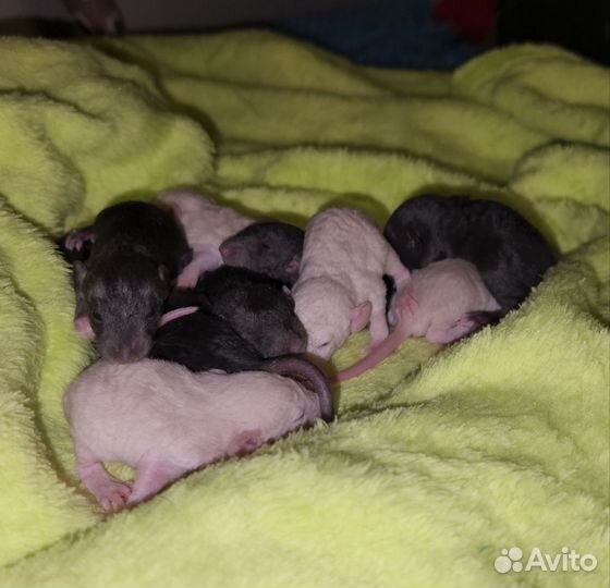 Крысята Дамбо Рекс и Дабл рекс.Крыса