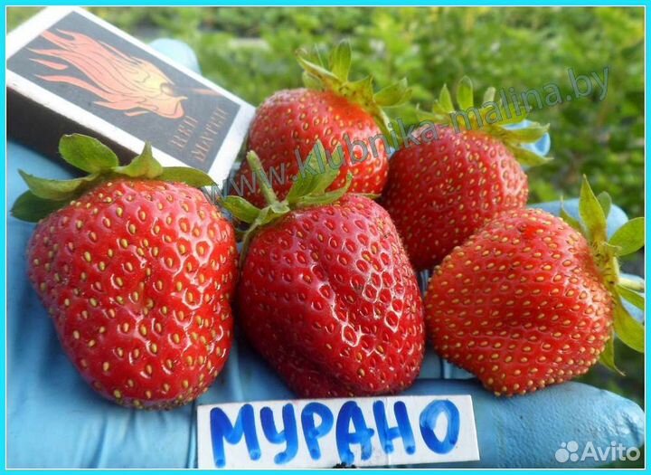 Саженцы крупноплодной земляники, малины, ежевики