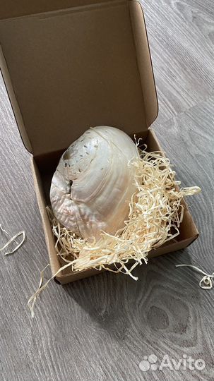 Ракушка интерьерная для пало санто, украшений