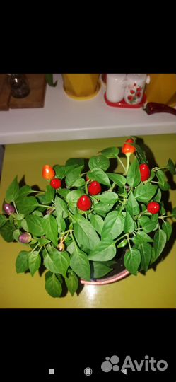 Рассада жгучева перца Огонёк