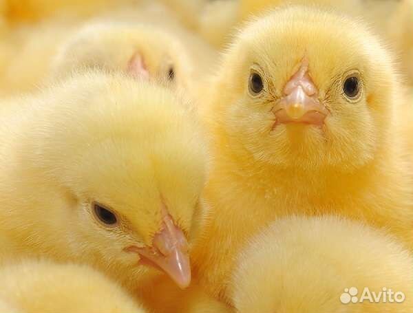 Суточные цыплята бройлеры Кобб 500