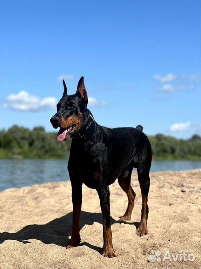 Доберман для вязки