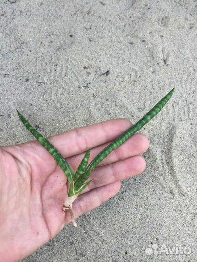 Сансевиерия 4 Масониана