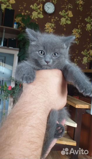 Сибирские котята