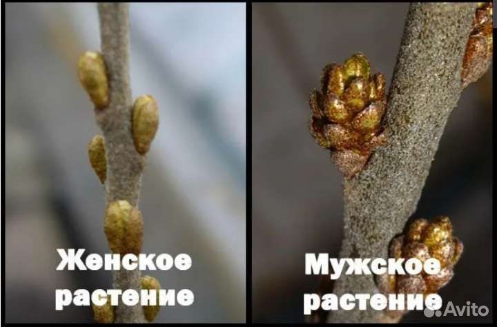 Саженцы облепиха, малина красная и жёлтая