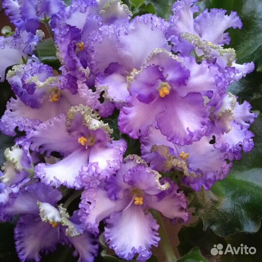 Фиалка сортовая(сенполия)