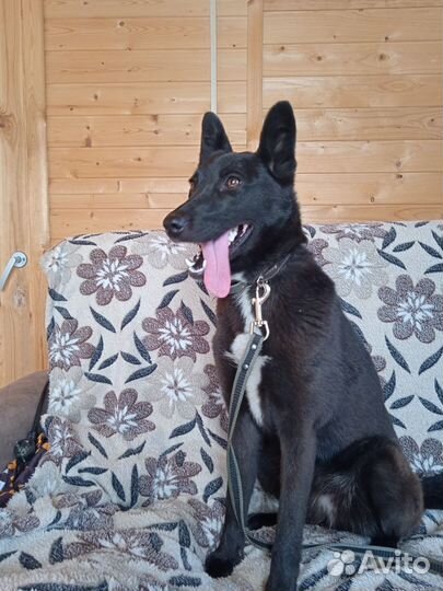 Девочка в добрые руки