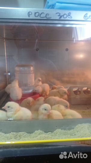 Цыплята бройлеры суточные
