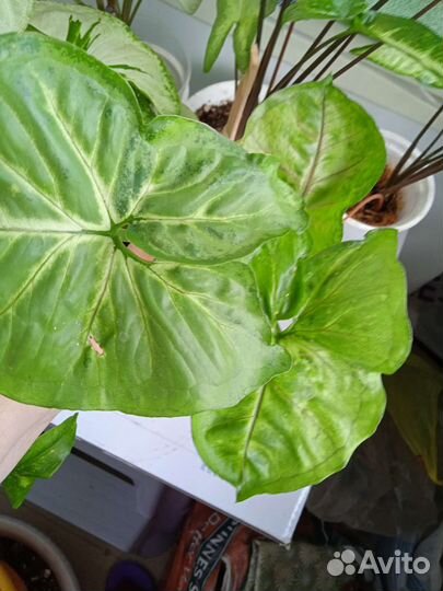 Комнатные растения цветы