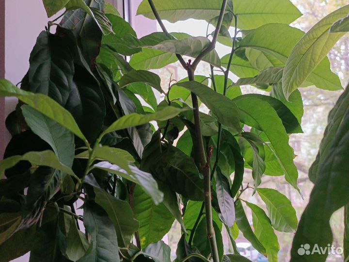 Авокадо,и другие растения Или обмен на продукты