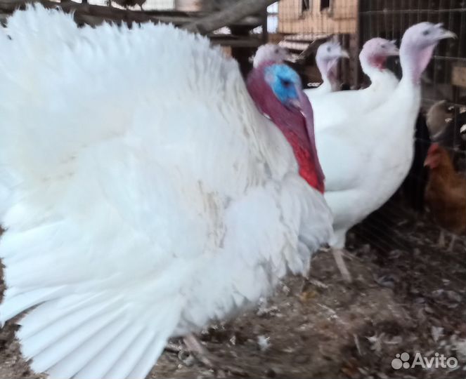 Инкубационное яйцо индейки