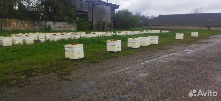 Продается пасека