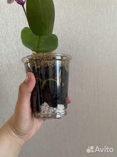 Орхидея фаленопсис