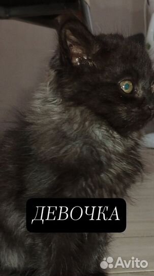 Кошки в добрые руки ласковые