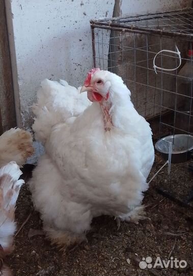 Курица наседка породы Брама