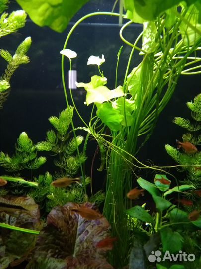 Аквариумные растения, прополка