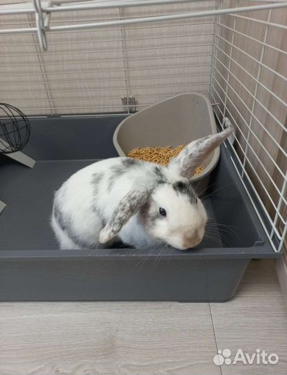 Кролик декоративный Баран