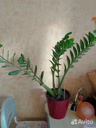 Замиокулькас