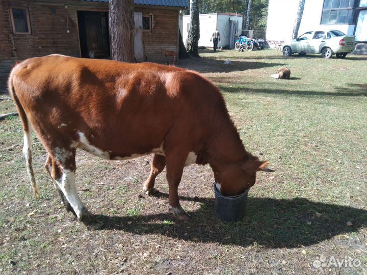 Корова телка