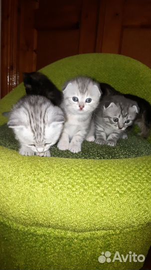 Шотландские котята