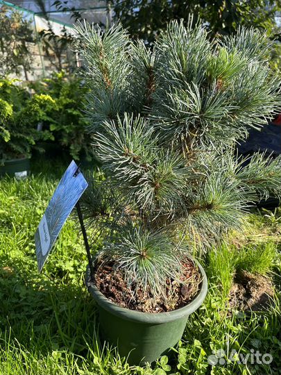 Сосна мелкоцветковая Блю Энжел,с3