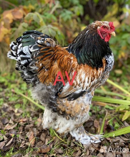 Брама инкубационное яйцо цыплята