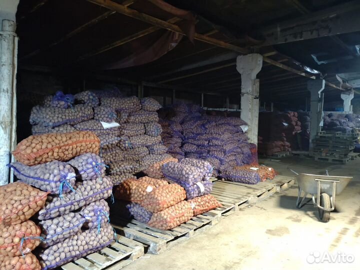 Семенной картофель розница и опт от производителя