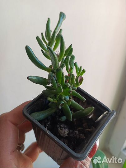 Толстянка хоббит