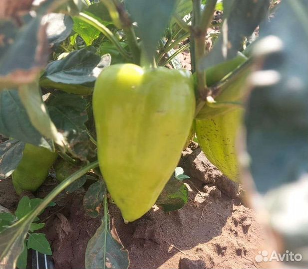 Перец Ласточка оптом