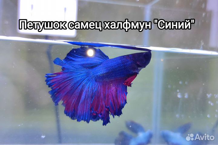 Рыбки Петушки самцы