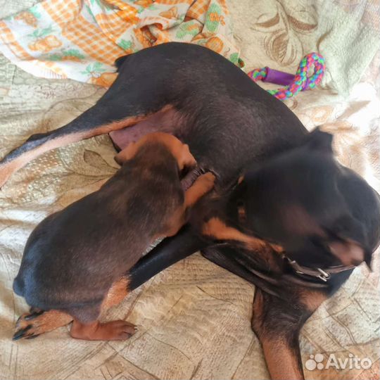 Щенки цвергпинчера