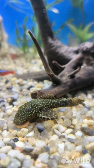 Гуппи, синодонт, анцитрус, улитки