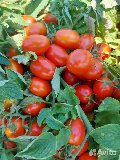 Помидоры оптом