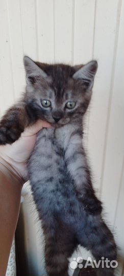 Котенок