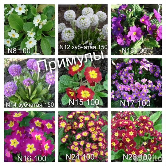N2 Цветы для сада Астильбы,примулы,ирисы сиб
