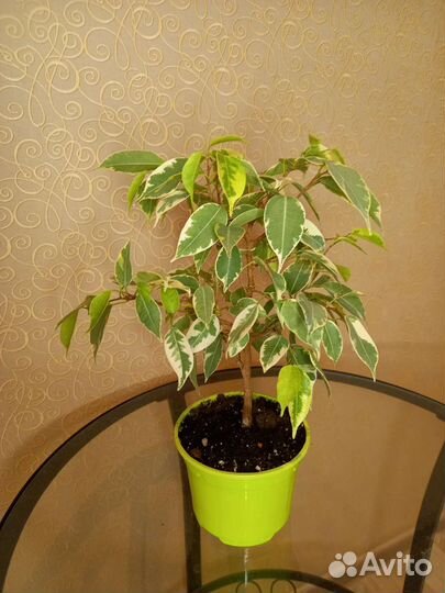 Фикус Бенджамина пестролистный