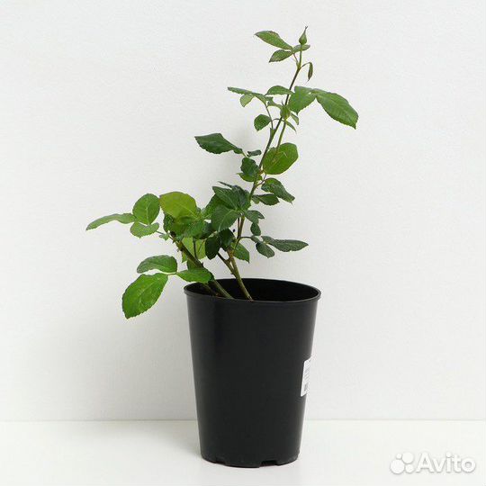 Саженцы малины