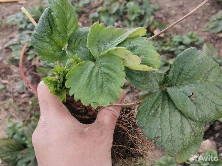 Рассада клубника усы