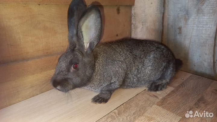Кролики порода серый великан и белый панон