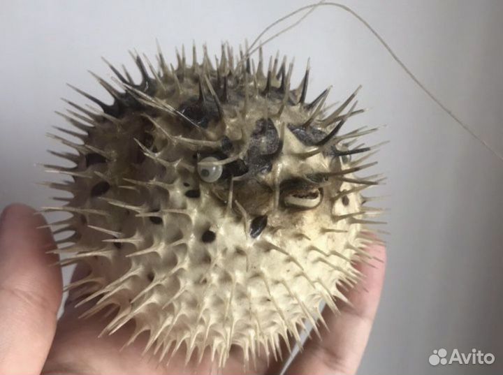 Рыба шар еж новая Индонкзия