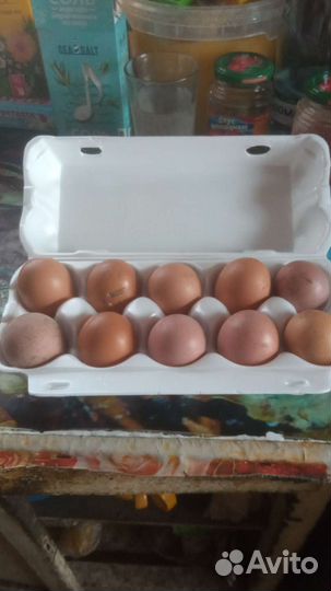 Домашние куриные яйца