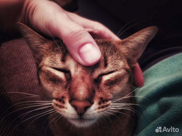 Абиссинская кошка