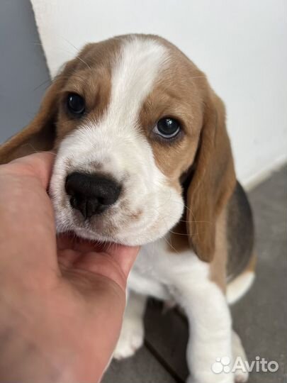 Щенки бигль