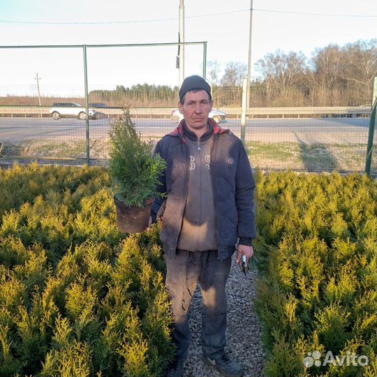 Туя смарагд 0,5 м