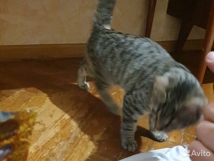 Кошка в дар бесплатно